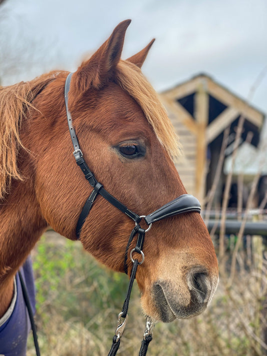 Kingekruist hoofdstel "Lujo"
