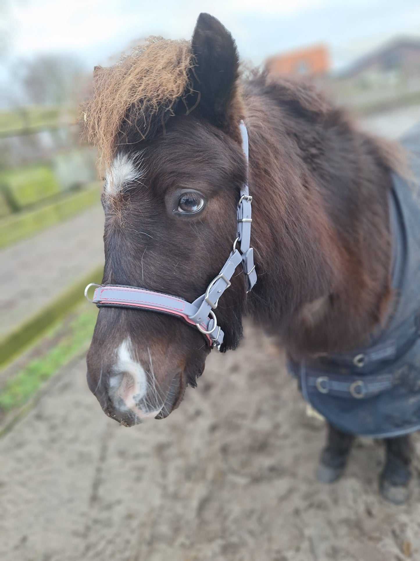 Biothane® Captoom "Two Tone"