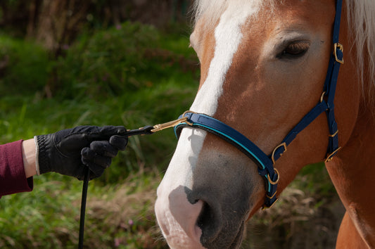 Biothane® Kaptoom "Two Tone"