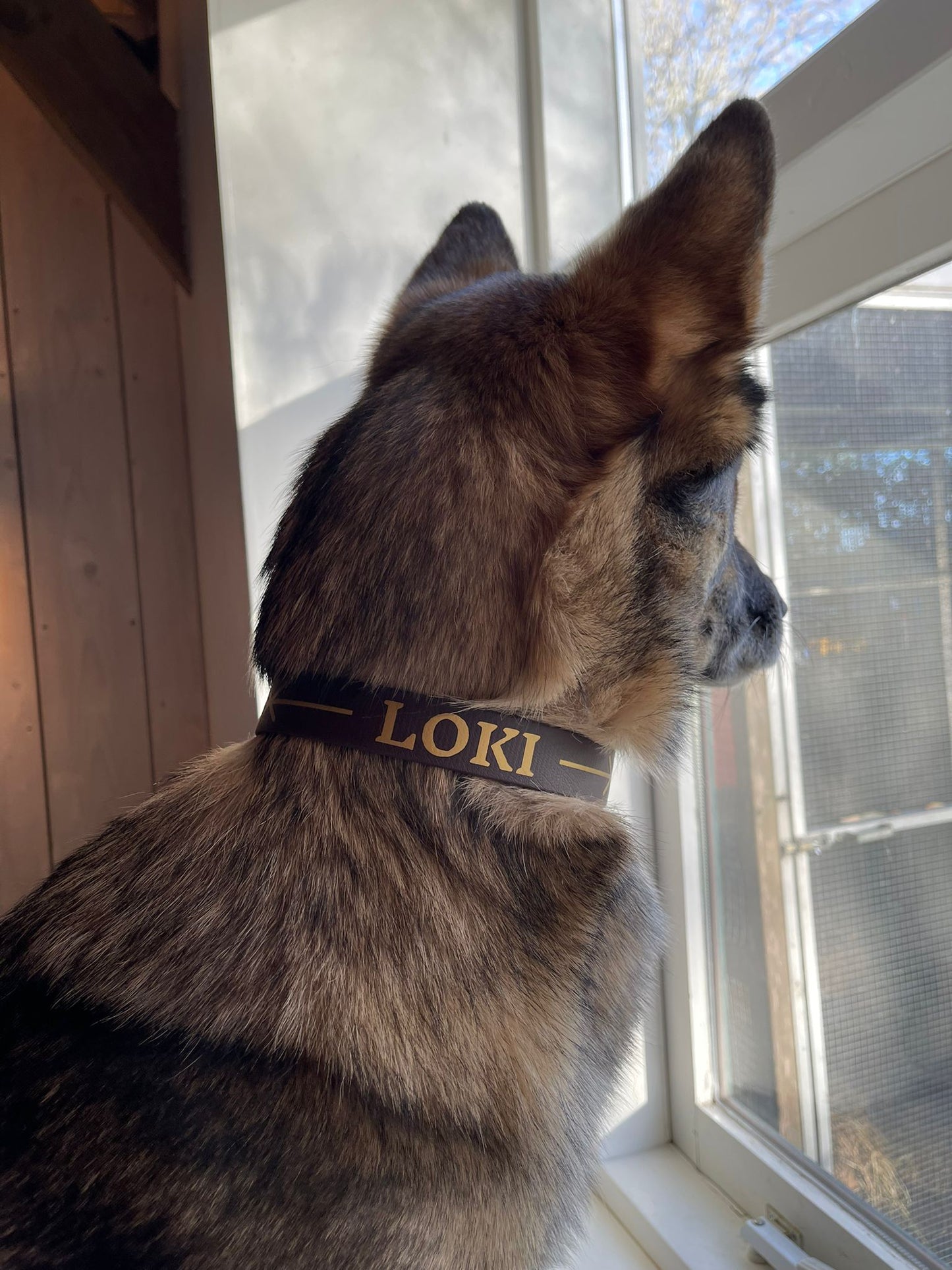 Halsband 25mm met personalisatie