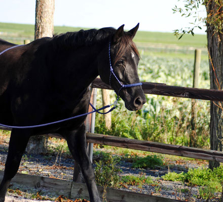 Lange teugels DressuurNatuurlijk