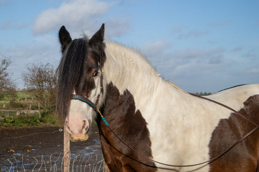 Long reins Biothane®