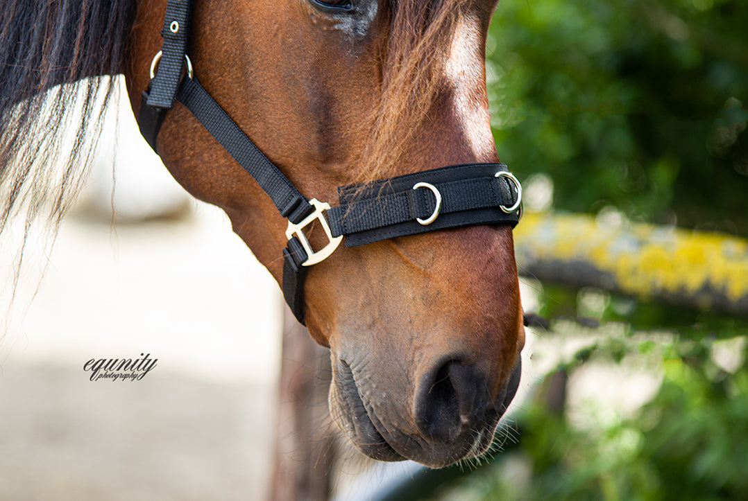 Nylon longeerhalster