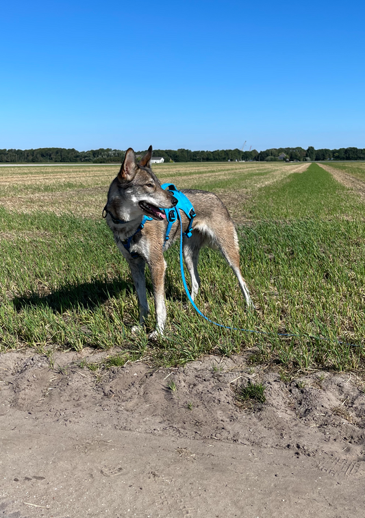 Biothane Veldlijn 16mm