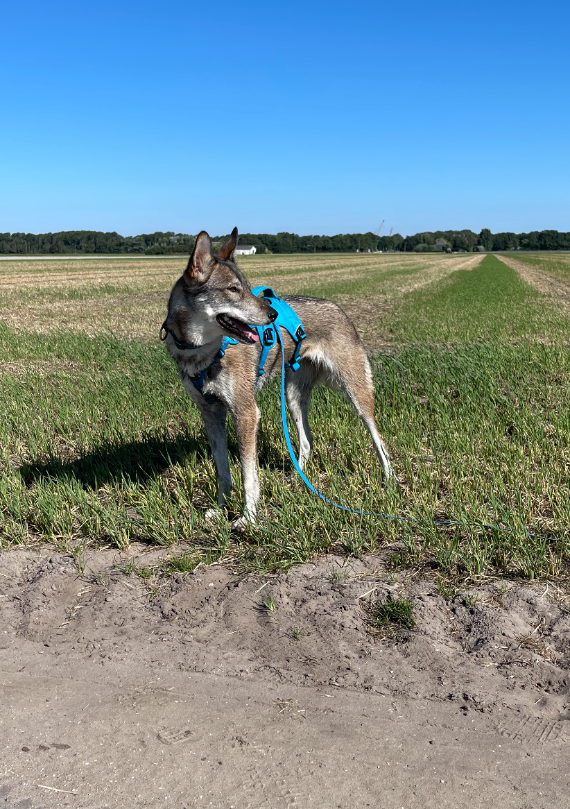 Biothane Field Line 16mm