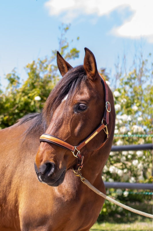 Leather Halster "Super Soft"