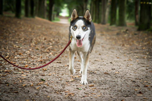 Hondenlijn met musketon breed