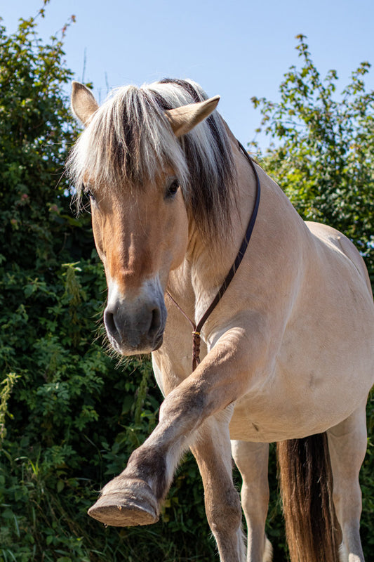 Neckrope leather with braid
