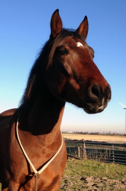 Neckrope Classic met ring