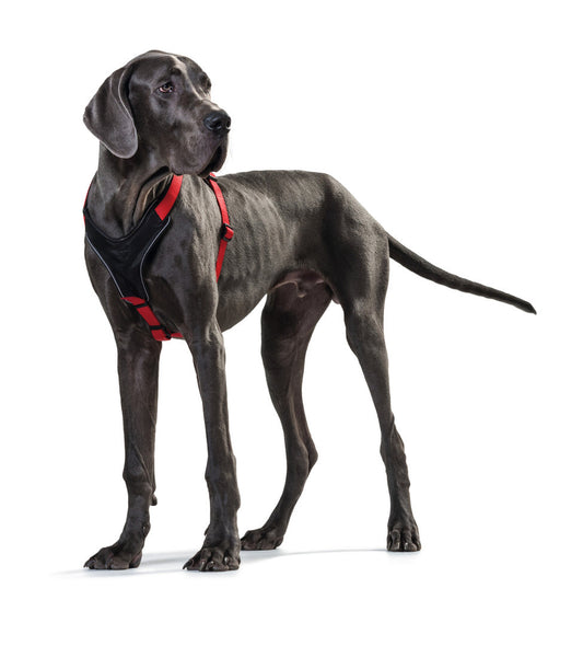 Hunter y-harnas neoprene