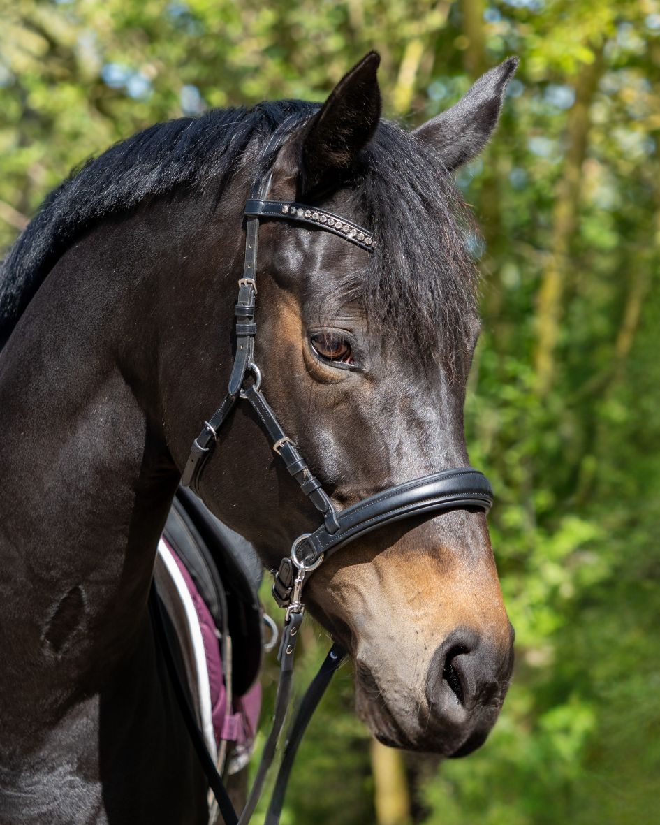 Sidepull Dressage