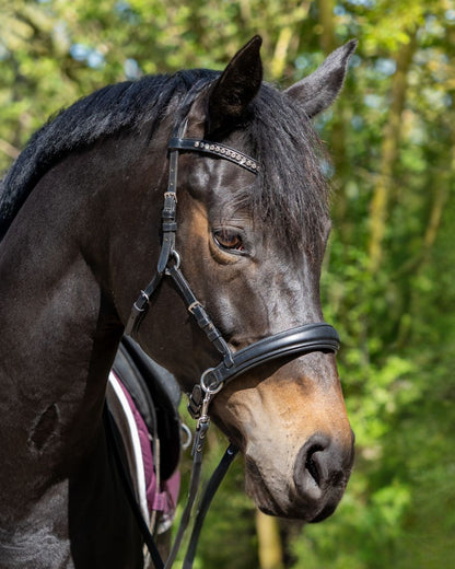 Sidepull Dressage