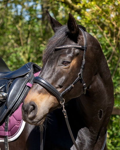 Sidepull Dressage