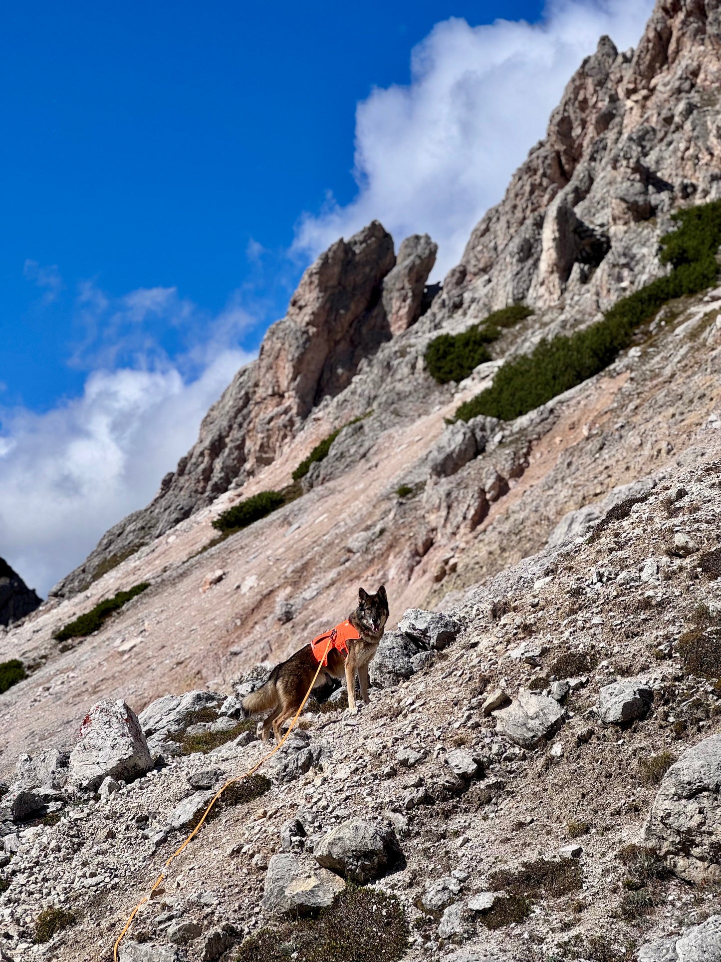 Biothane Field Line 16mm