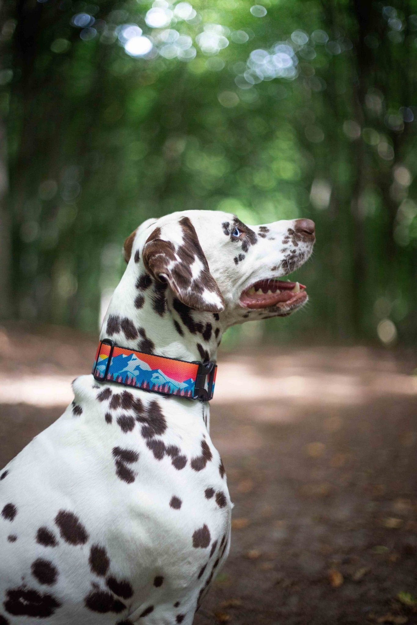 Wildog Wear Adventurous Halsband