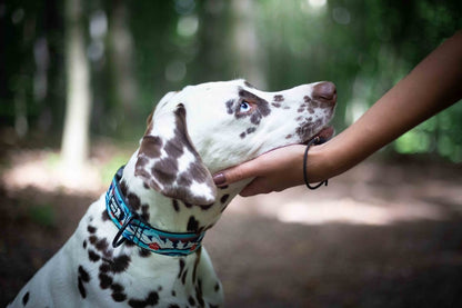Wildog Wear Adventurous Halsband