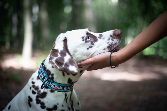 Wildog Wear Adventurous Halsband