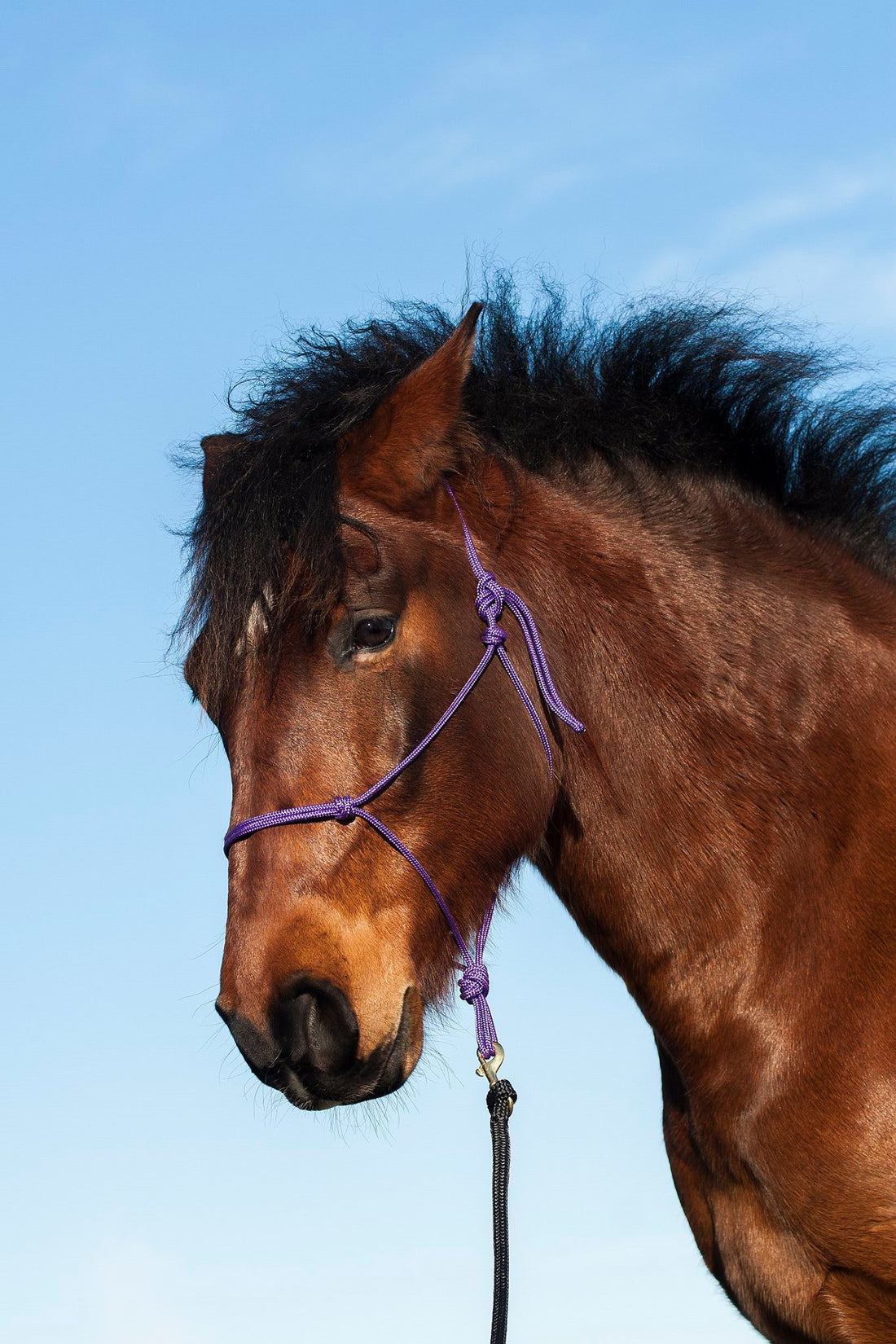 Welk touwhalster past bij jouw paard?