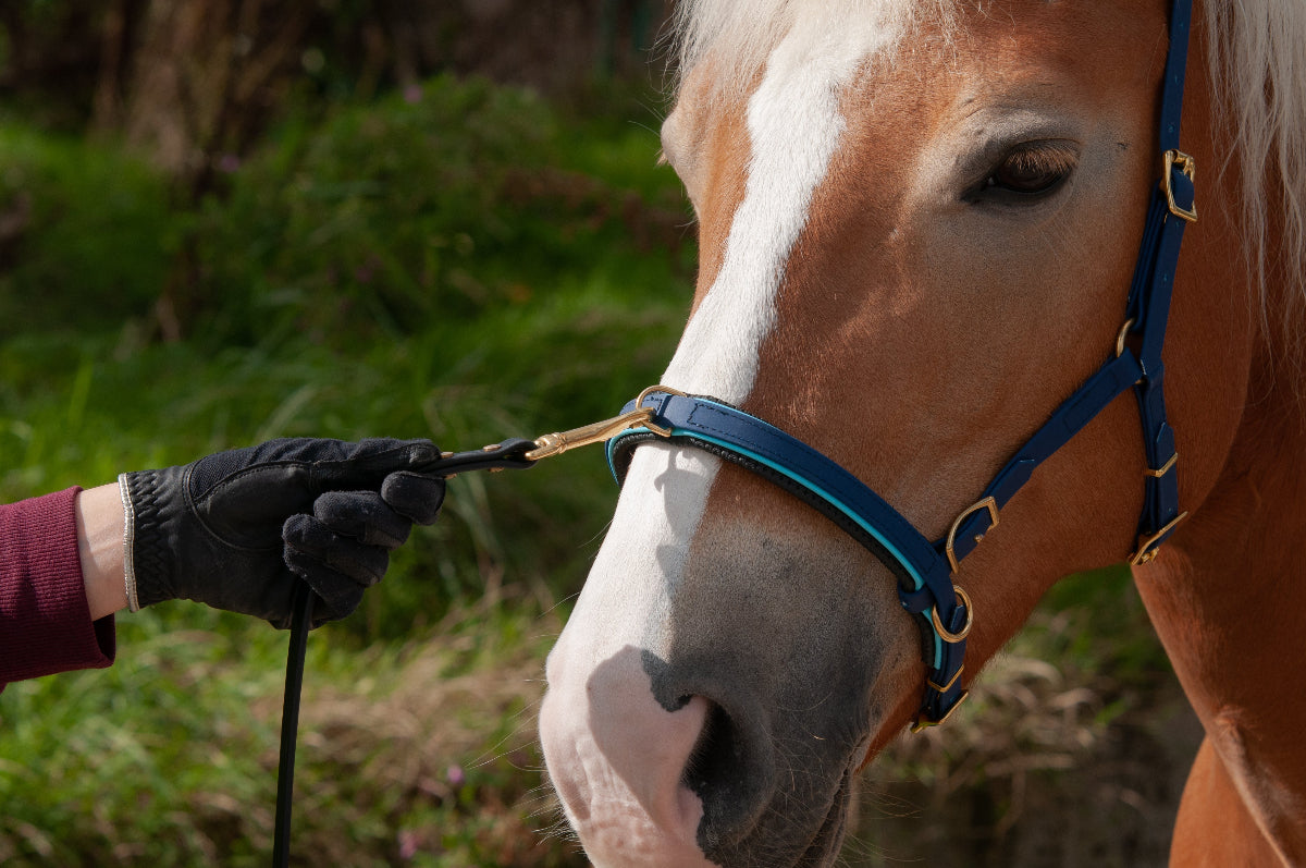 Biothane® Captoom "Two Tone"