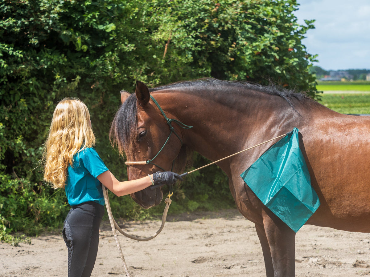 Natural Horsemanship