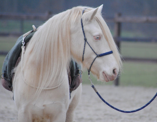 Balansteugel DressuurNatuurlijk