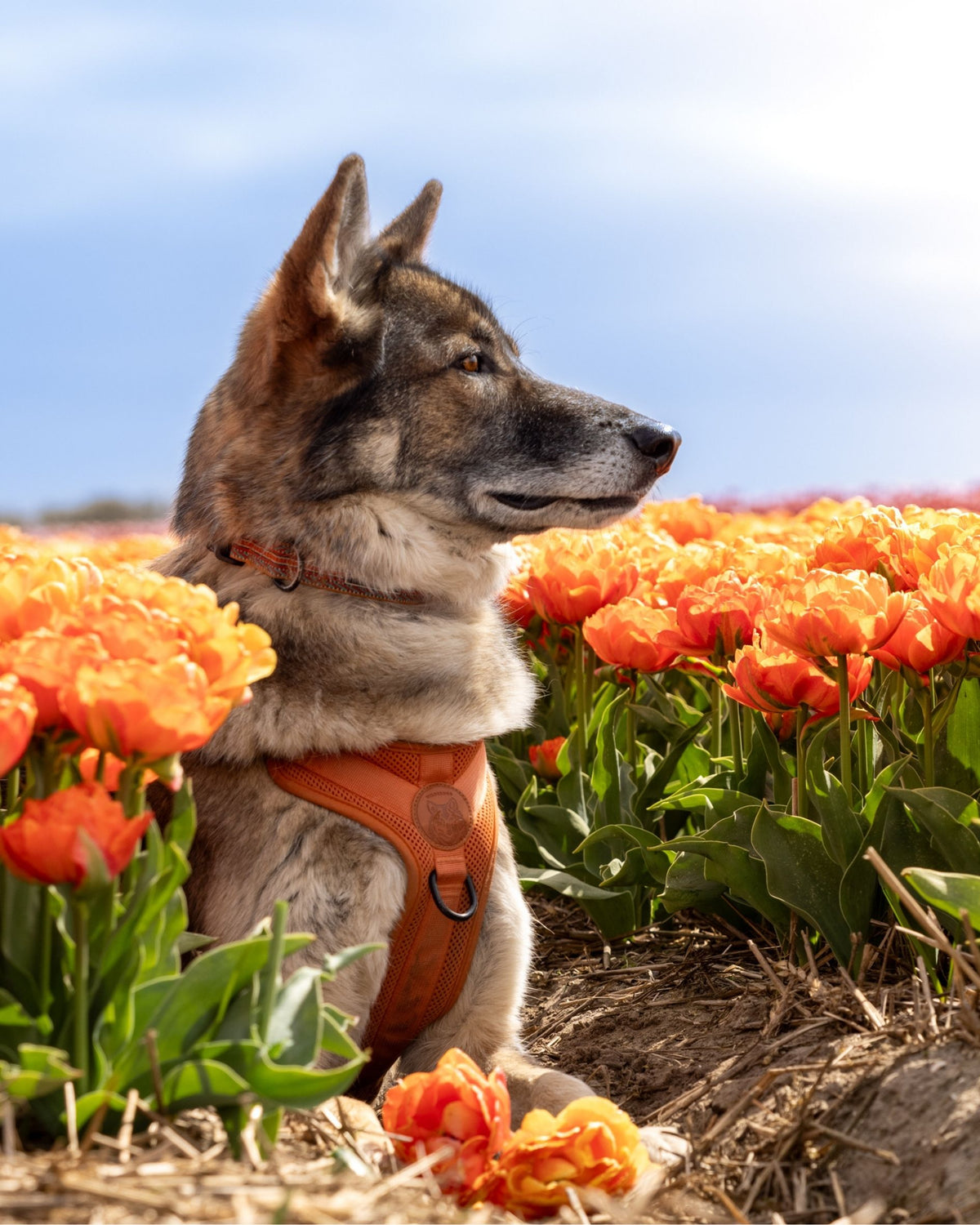 Groene Paw Peak halsband voor honden die graag op avontuur gaan
