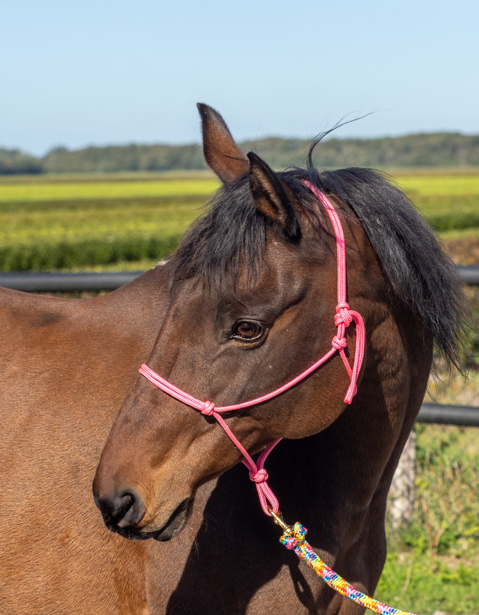 Touwhalster met fiador knoop 
Roze touwhalster